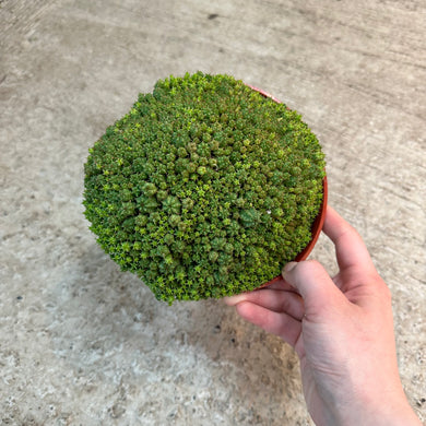 Euphorbia monstrose 6