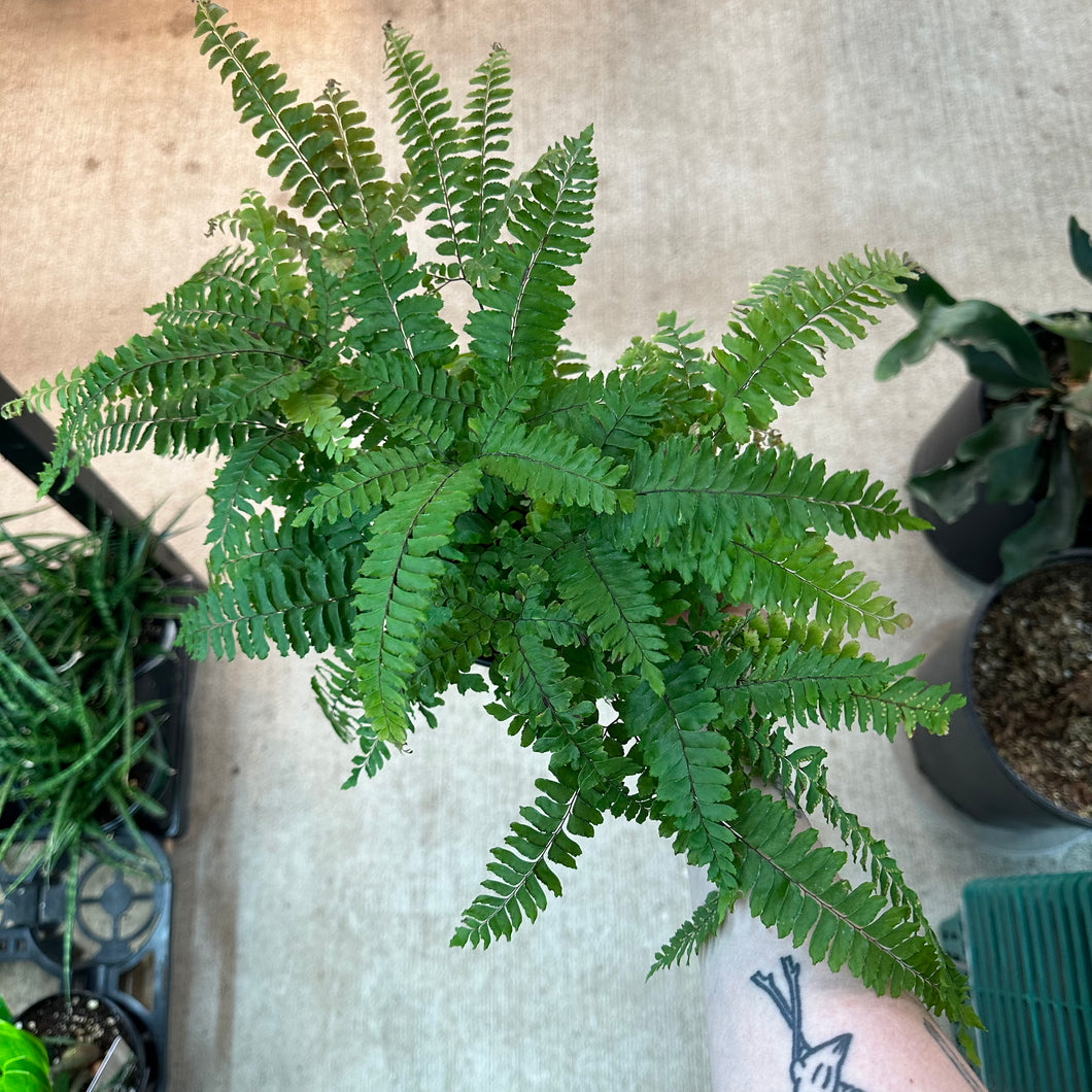 Adiantum hispidulum 6