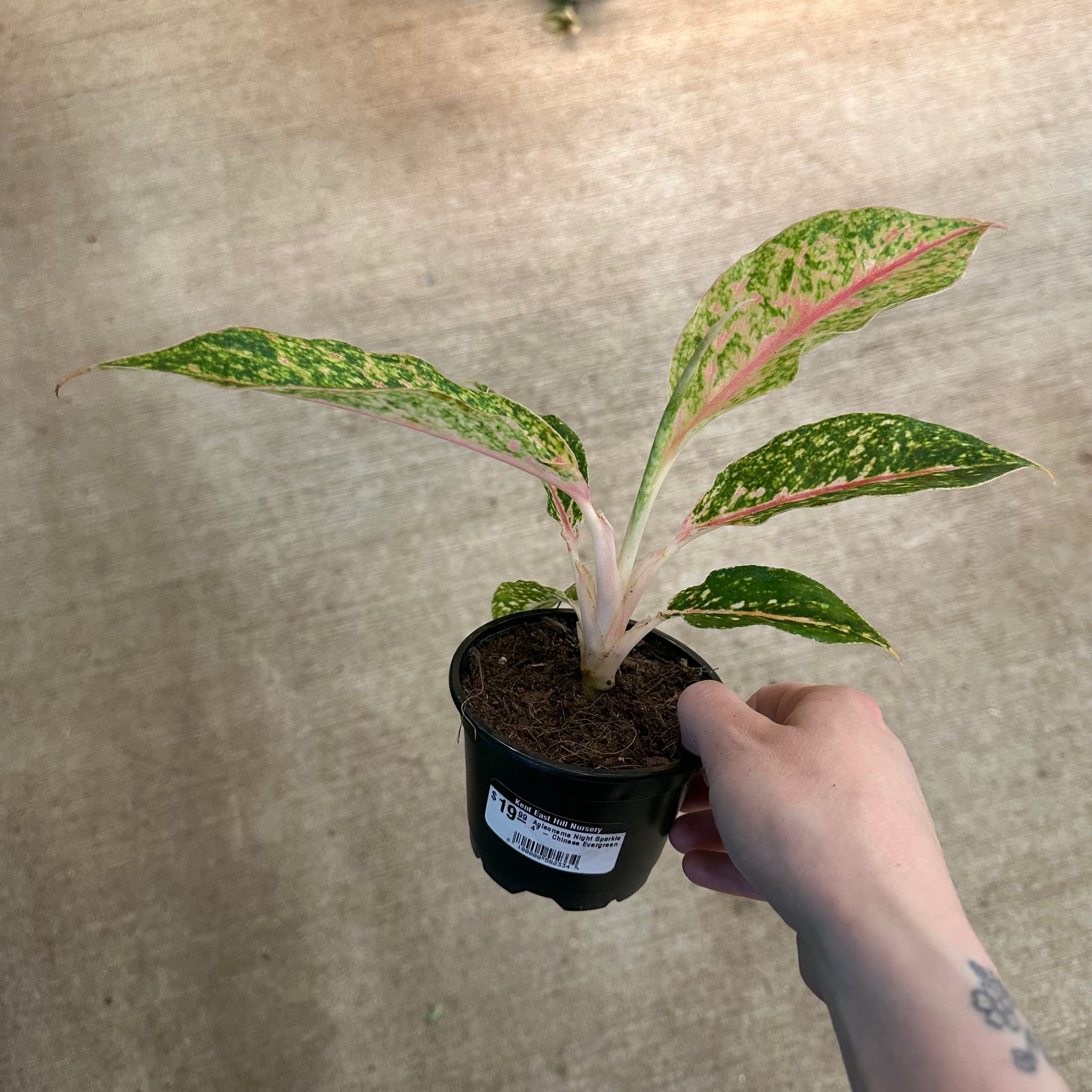 aglaonema sparkle Night Sparkle Chinese Evergreen Plant - Aglaonema - 4" Pot