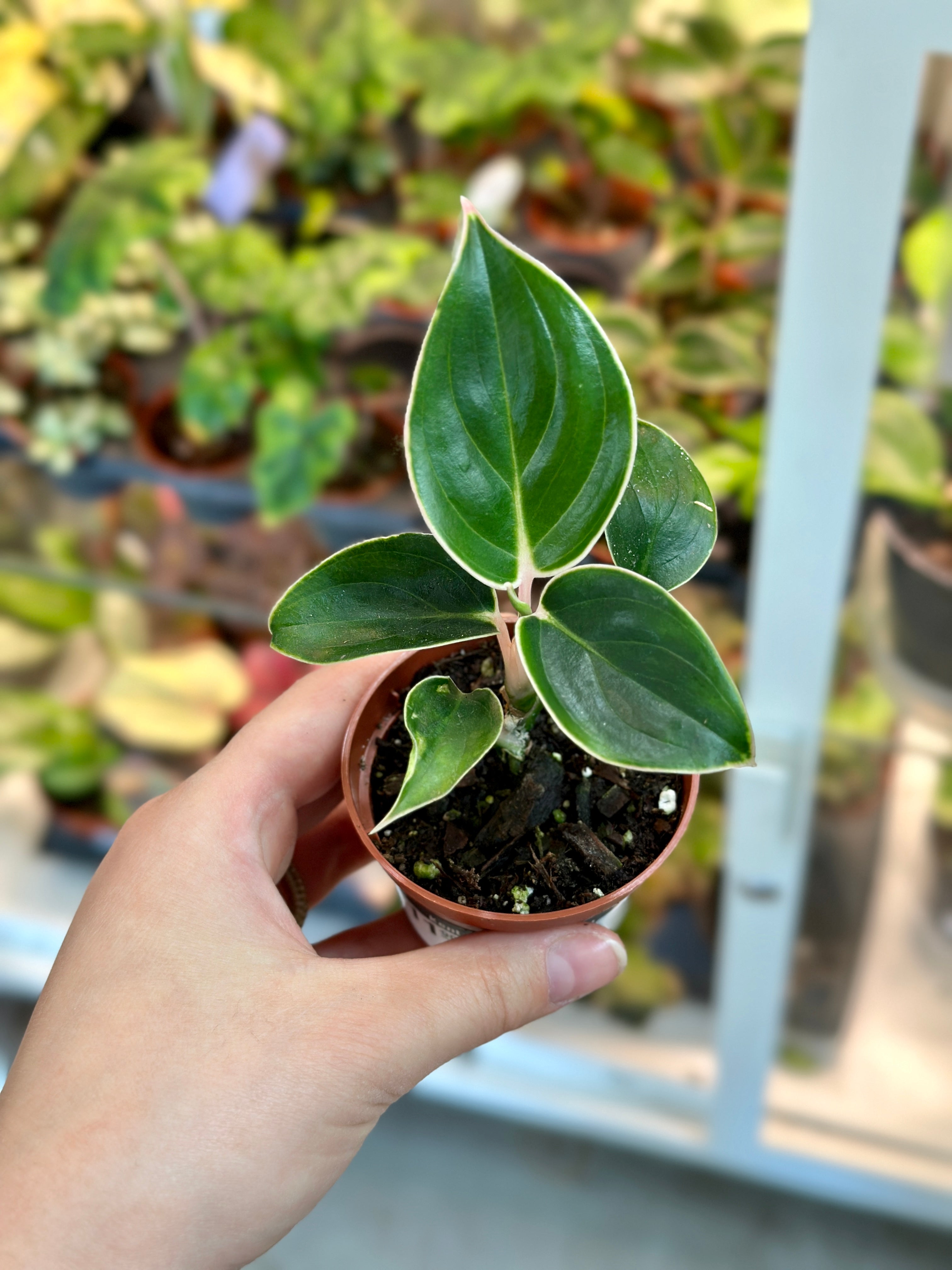 Aglaonema Khanza 2"  Kent East Hill Nursery
