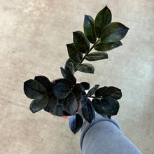 Load image into Gallery viewer, Zamioculcas Black Queen 4&quot; - ZZ Plant