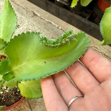 Load image into Gallery viewer, Kalanchoe daigremontiana 6&quot; - Mother of Millions