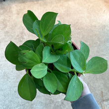 Load image into Gallery viewer, Hoya pachyclada 8&quot; Bowl - Wax Plant