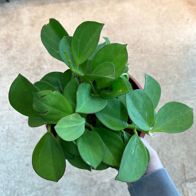 Hoya pachyclada 8
