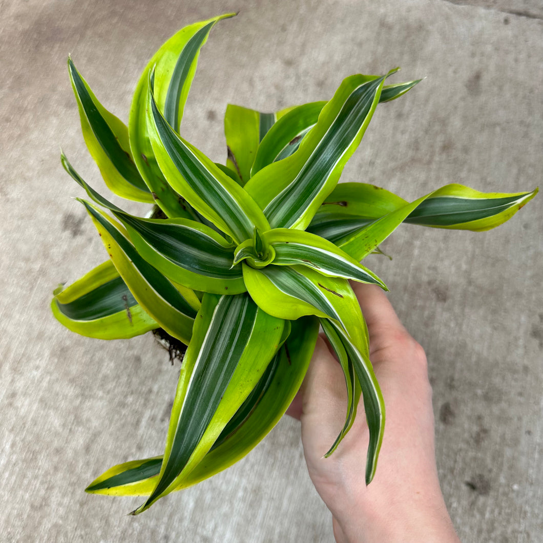Dracaena Lemon Surprise 4