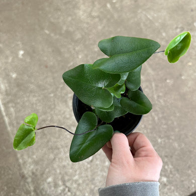 Hemionitis arifolia 4