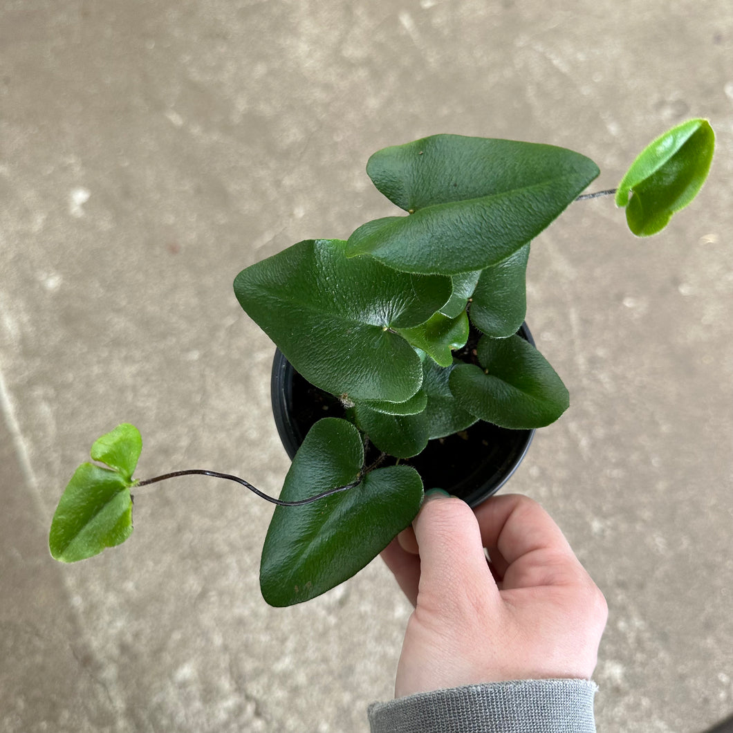 Hemionitis arifolia 4