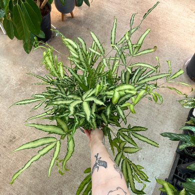 Pteris cretica 'Albolineata 6