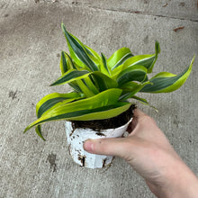Load image into Gallery viewer, Dracaena Lemon Surprise 4&quot;