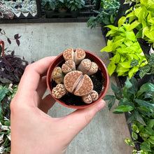 Load image into Gallery viewer, Lithops sp. 2&quot;