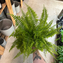 Load image into Gallery viewer, Nephrolepis exaltata &#39;Fluffy Ruffles&#39; 6&quot; - Boston Fern