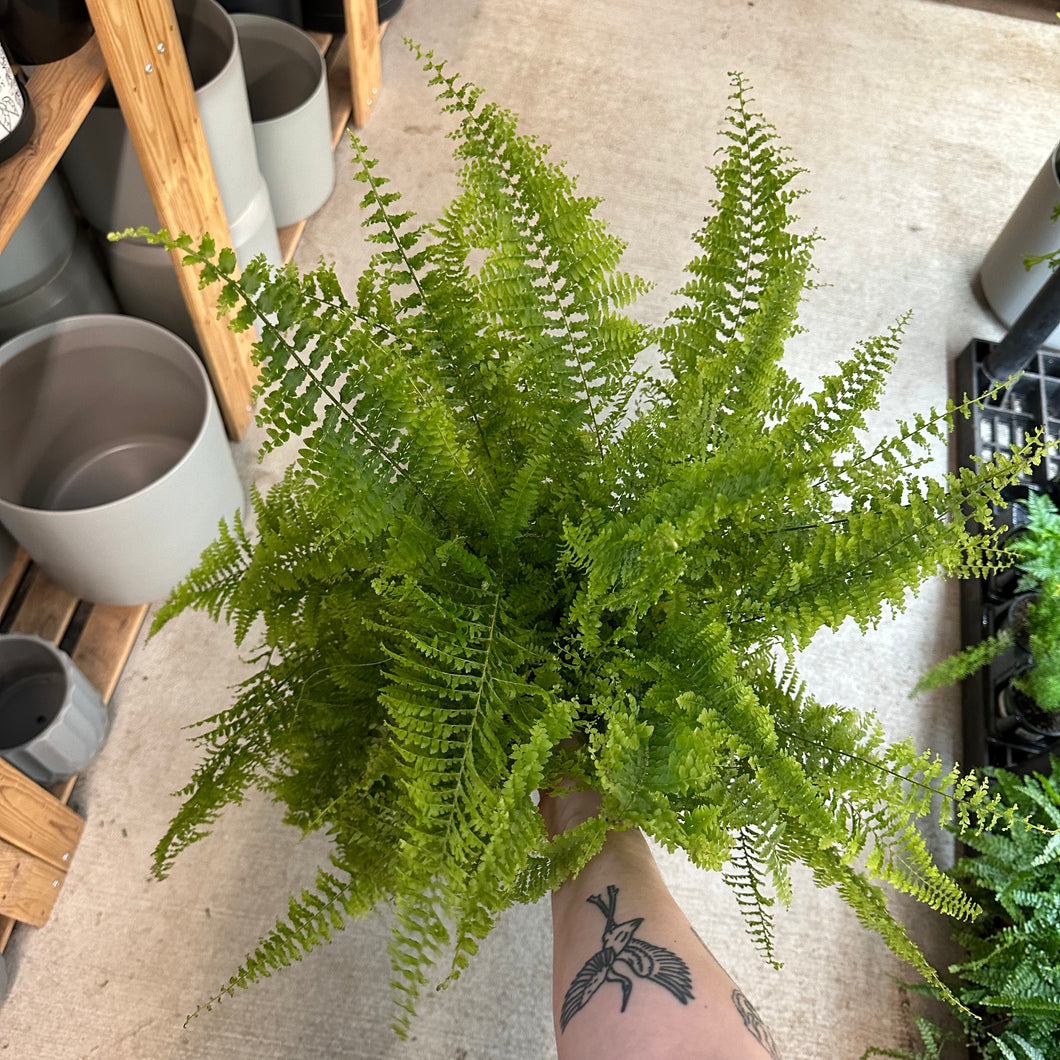 Nephrolepis exaltata 'Fluffy Ruffles' 6
