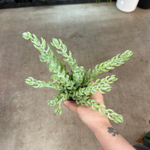 Load image into Gallery viewer, Sedum morganianum 2&quot; - Burro&#39;s Tail Sedum