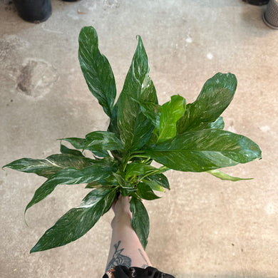 Spathiphyllum x 'Domino' 4
