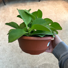 Load image into Gallery viewer, Hoya pachyclada 8&quot; Bowl - Wax Plant