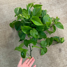 Load image into Gallery viewer, Epipremnum &#39;Jade&#39; 6&quot; - Jade Pothos