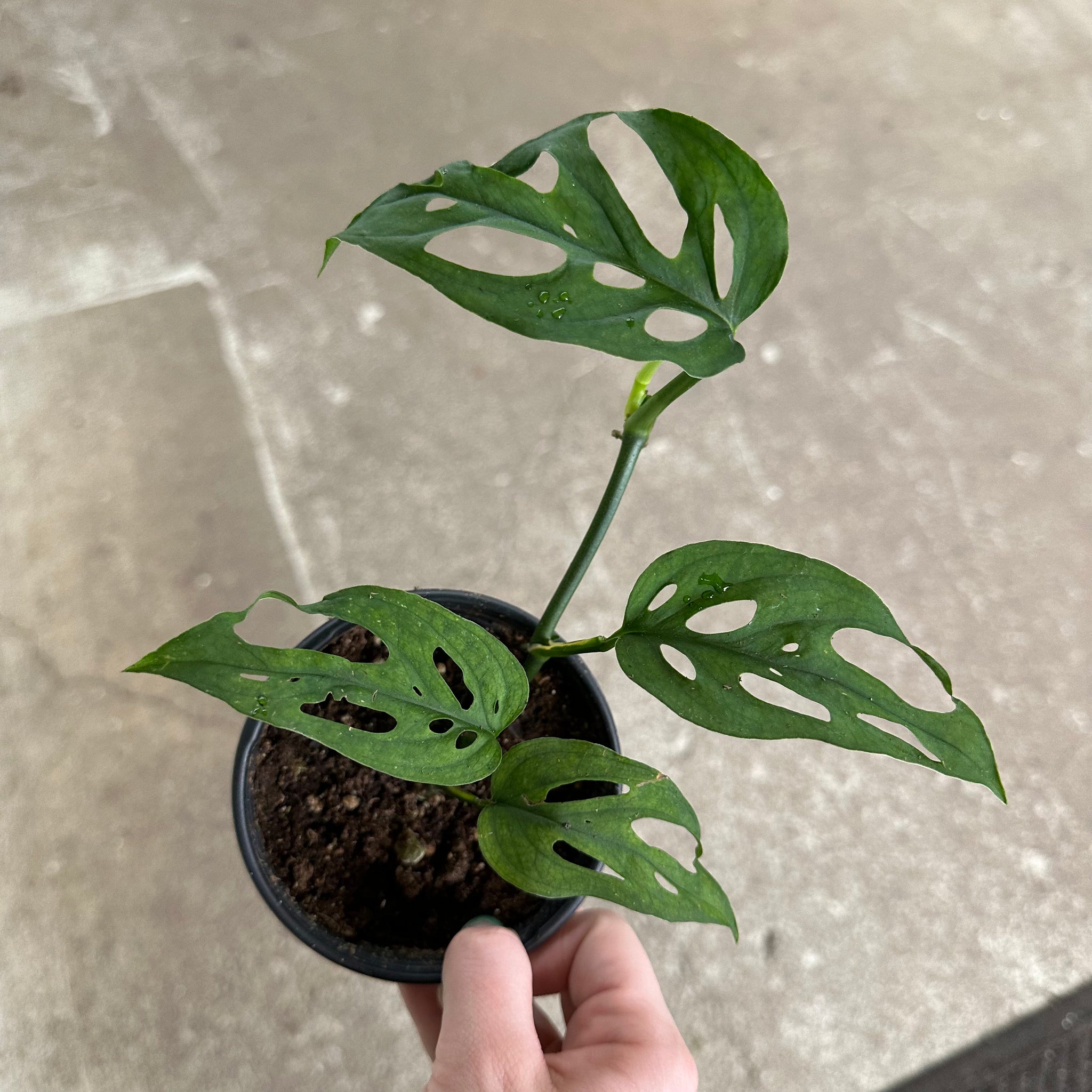monstera esqueleto price Monstera esqueleto 4" – Kent East Hill Nursery