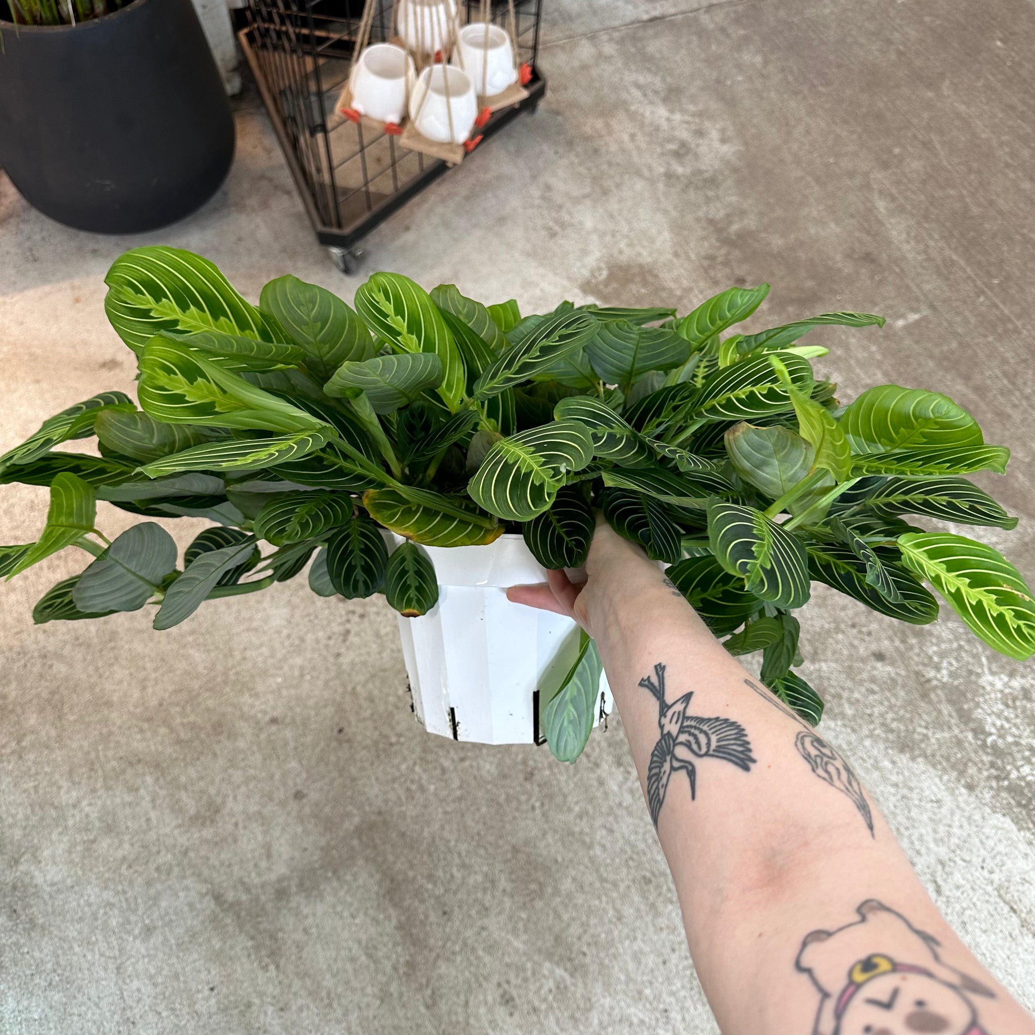 prayer plant tattoo Maranta Lemon Lime 8"