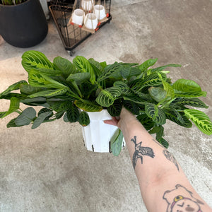 Maranta Lemon Lime 8" - Prayer Plant