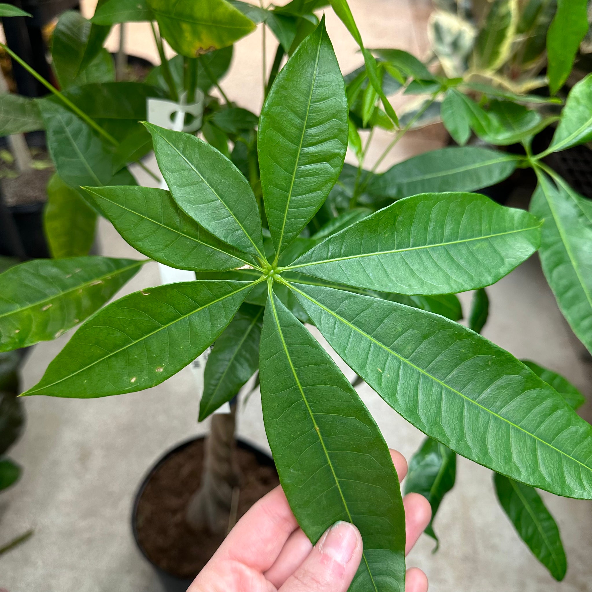 8 leaves money tree Pachira Aquatica 8"