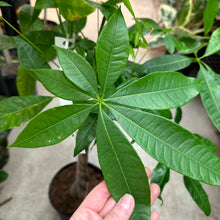 Load image into Gallery viewer, Pachira Aquatica 8&quot; - Money Tree Braid