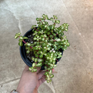 Portulacaria kaleidoscope 6" - Elephant Bush
