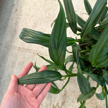 Load image into Gallery viewer, Epipremnum &#39;Amplissimum&#39; 8&quot; HB