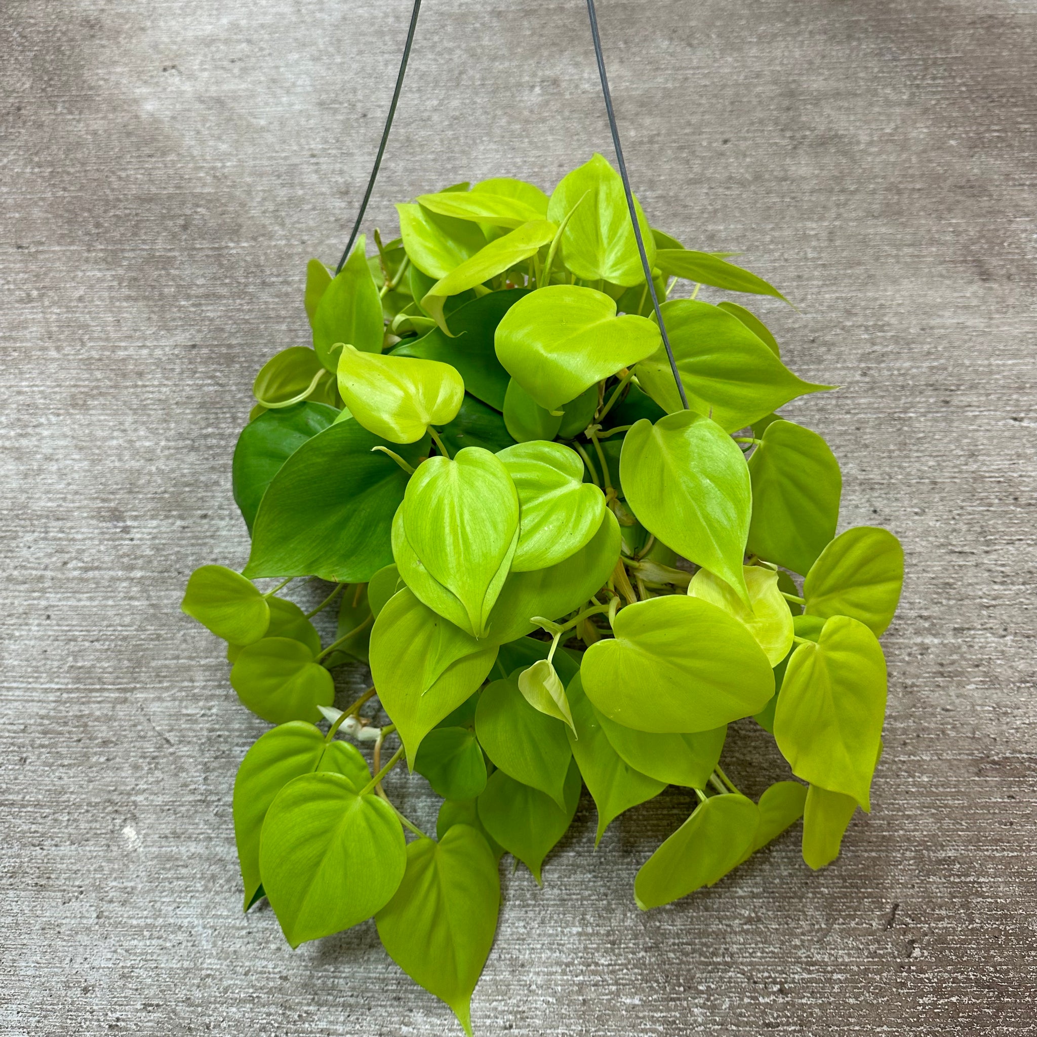 philodendron neon green Philodendron cordatum neon 6''