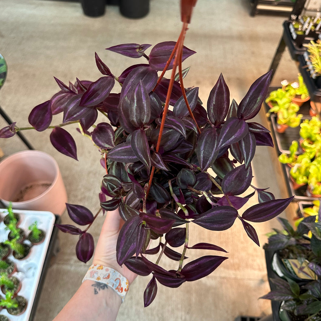tradescantia zebrina succulent Tradescantia Zebrina 6"