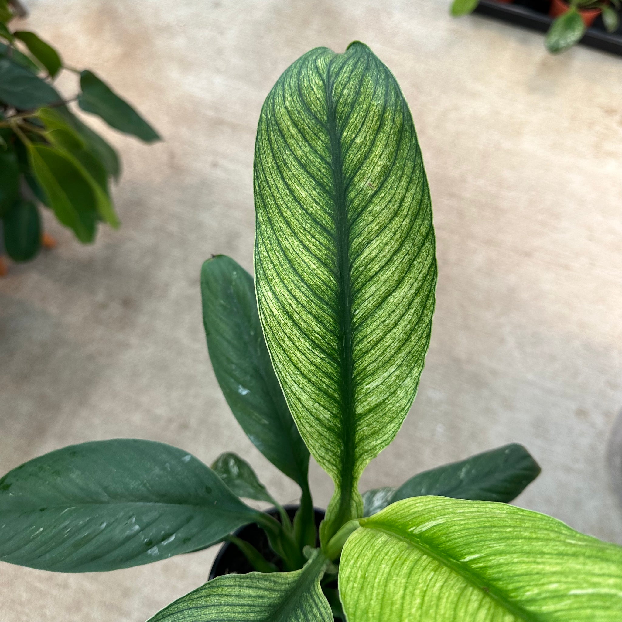variegated sensation peace lily Spathiphyllum Sensation Variegata 5"