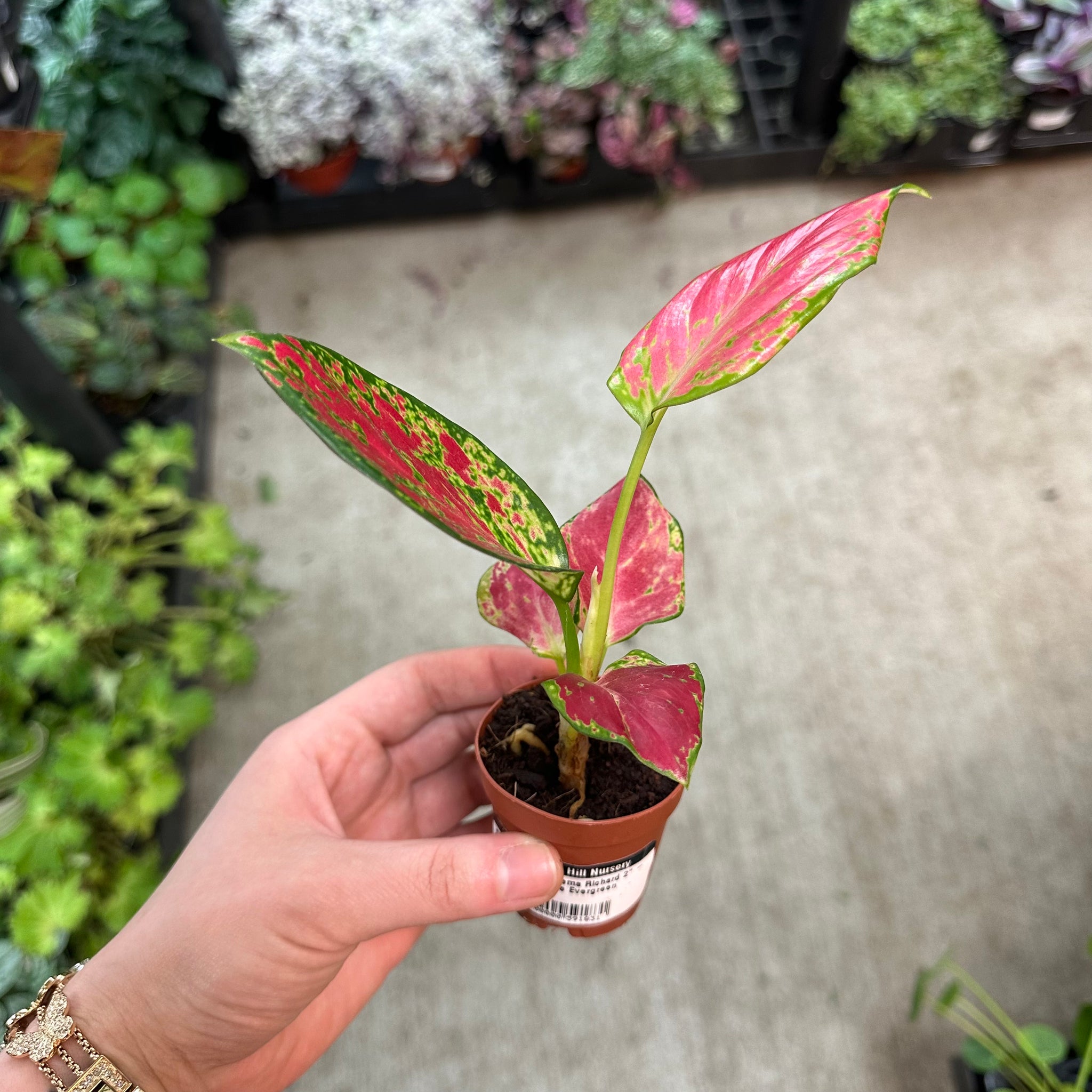 aglaonema chinese lucky plant Aglaonema Richard 2"