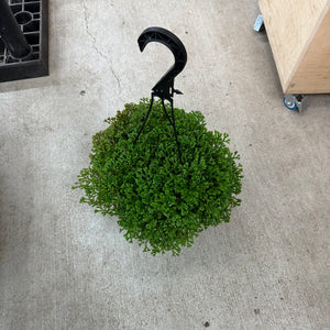 Selaginella sp. 8" HB - Lacey Spikemoss