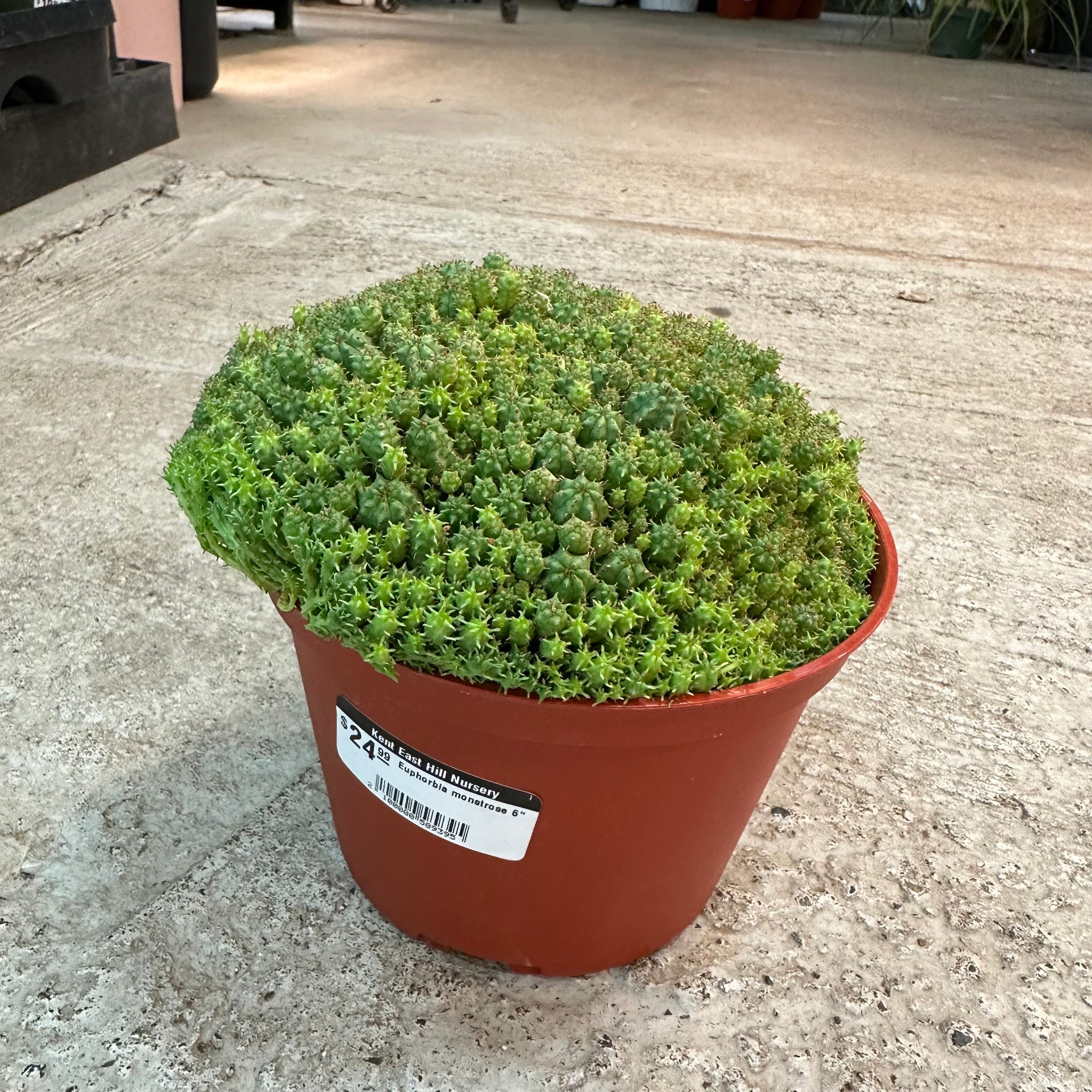 euphorbia monstrose succulent Euphorbia monstrose 6"