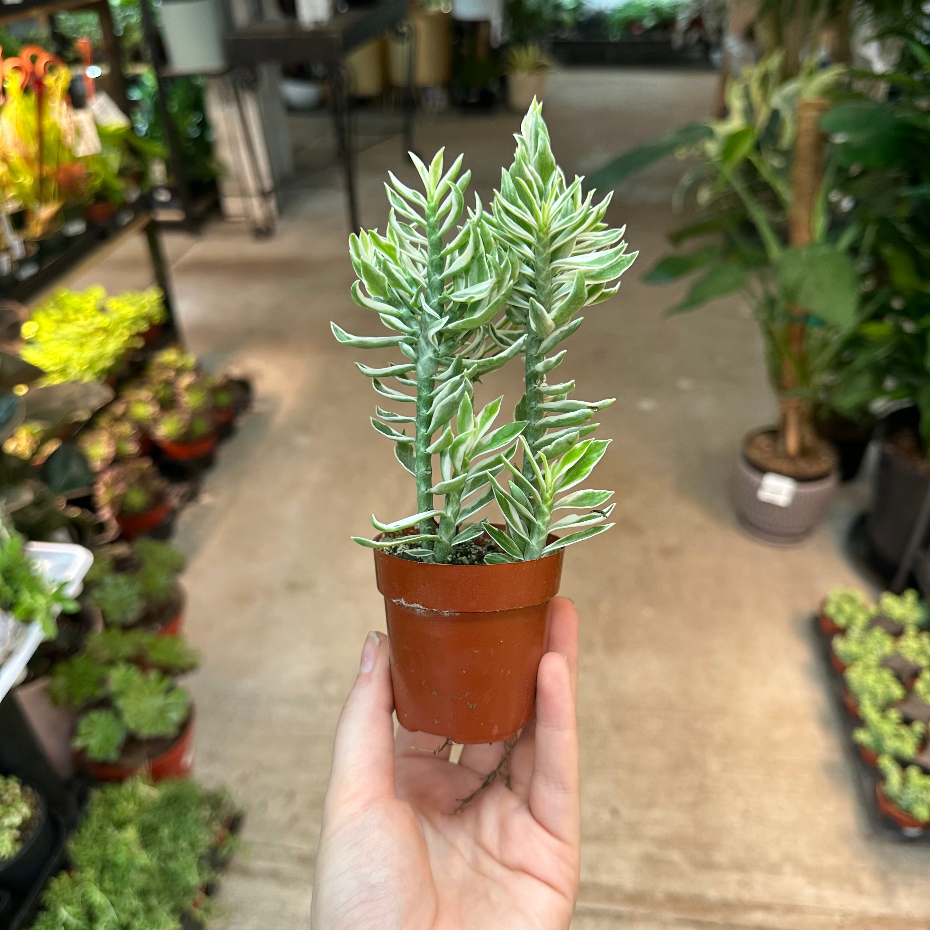 is devils backbone an indoor plant Euphorbia tithymaloides variegata 3"