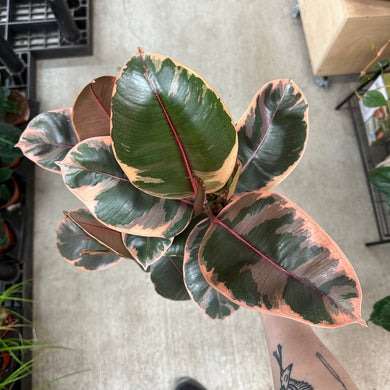 Ficus 'Ruby' 6
