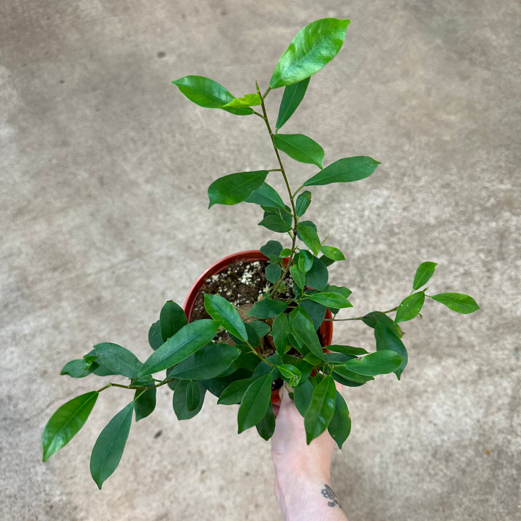Ficus Ginseng 6