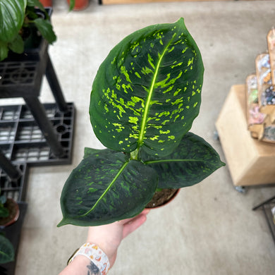 Dieffenbachia Reflector 5