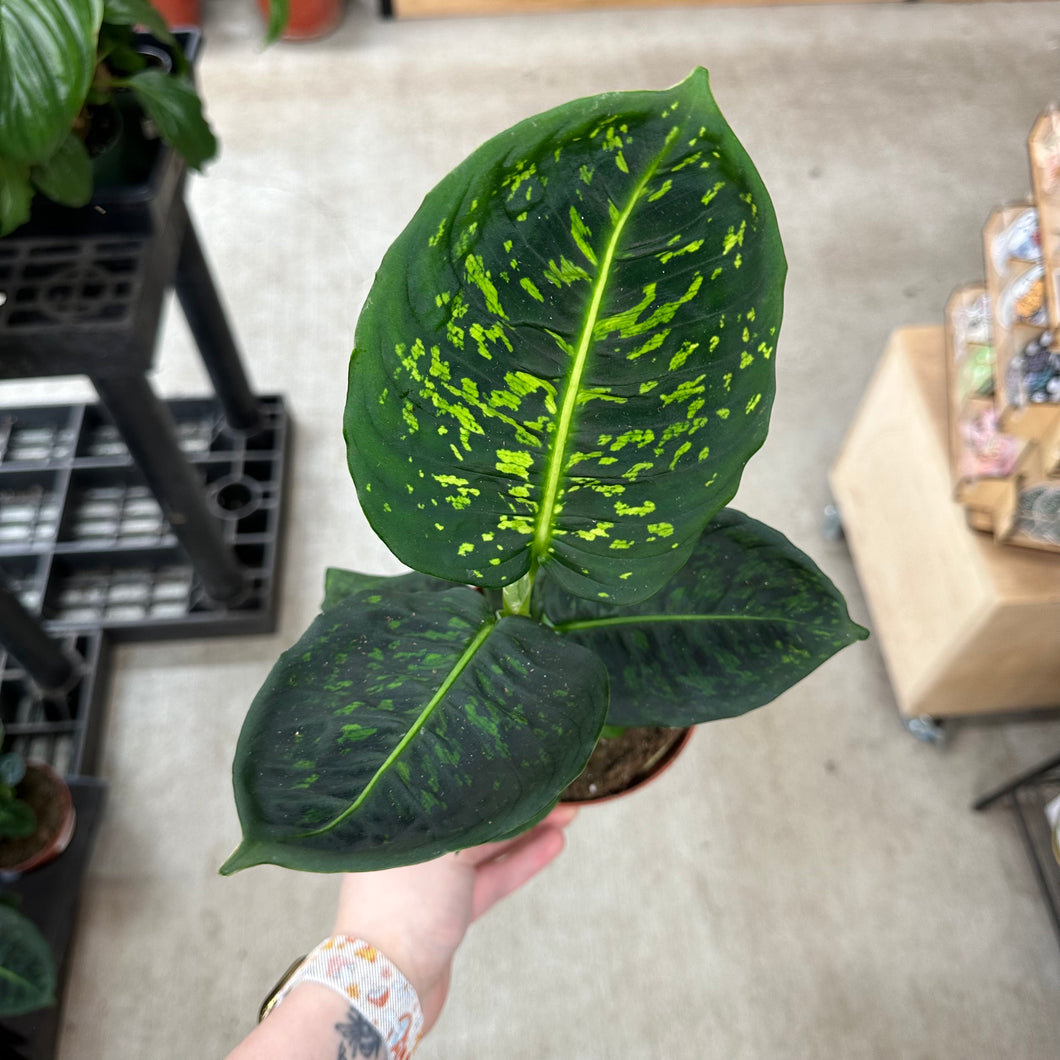 dieffenbachia reflector size Dieffenbachia Reflector 5" – Kent East Hill Nursery