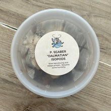 Load image into Gallery viewer, Dalmatian Scaber Isopods