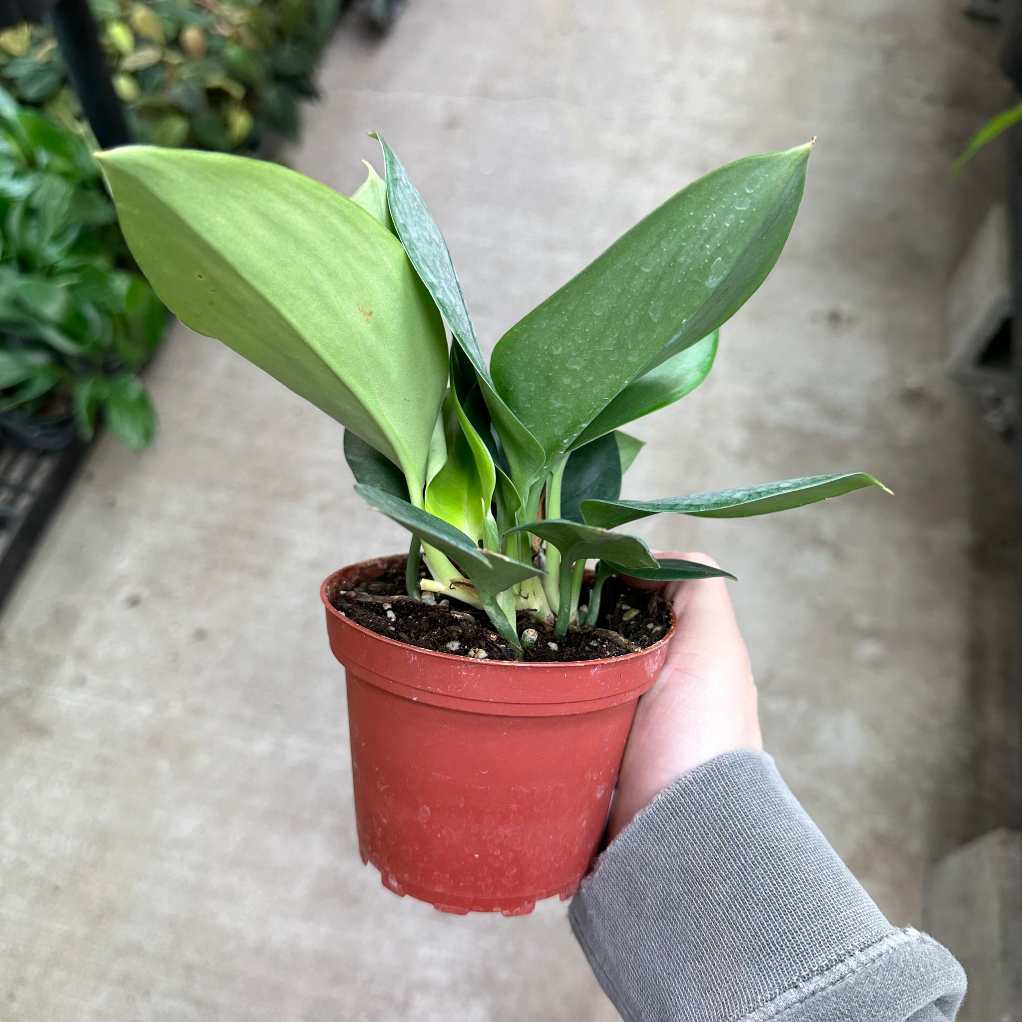 moonlight pothos for sale Scindapsus treubii 'Moonlight' 4"