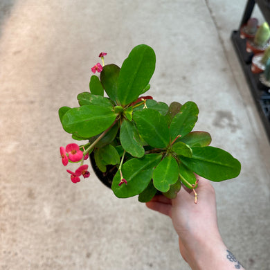 Euphorbia milii 6