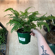 Load image into Gallery viewer, Adiantum hispidulum 6&quot; - Rosy Maidenhair