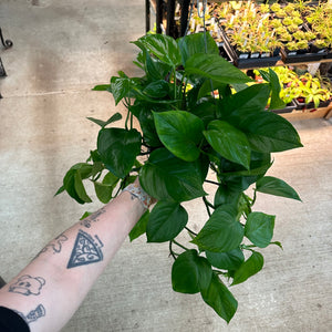 Epipremnum 'Jade' 6" - Jade Pothos