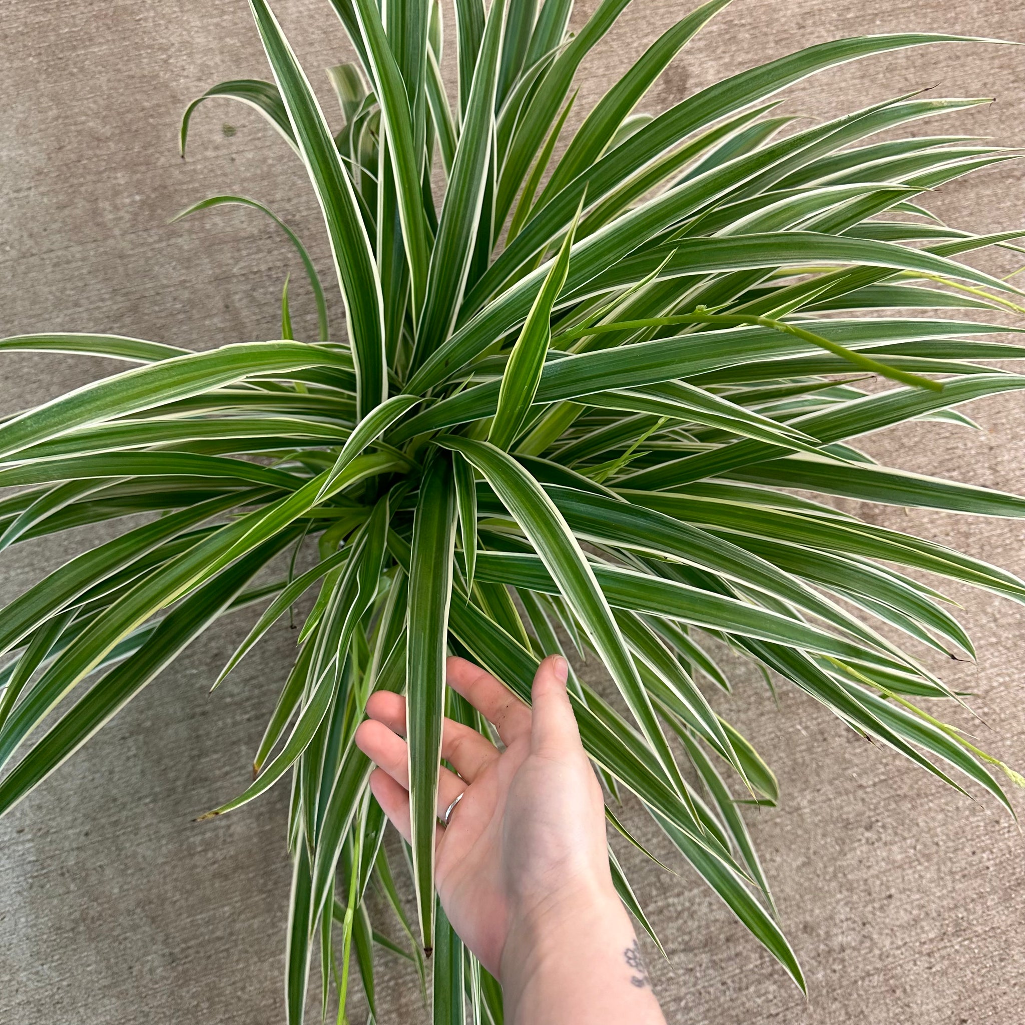 le chlorophytum Chlorophytum Ocean 6"
