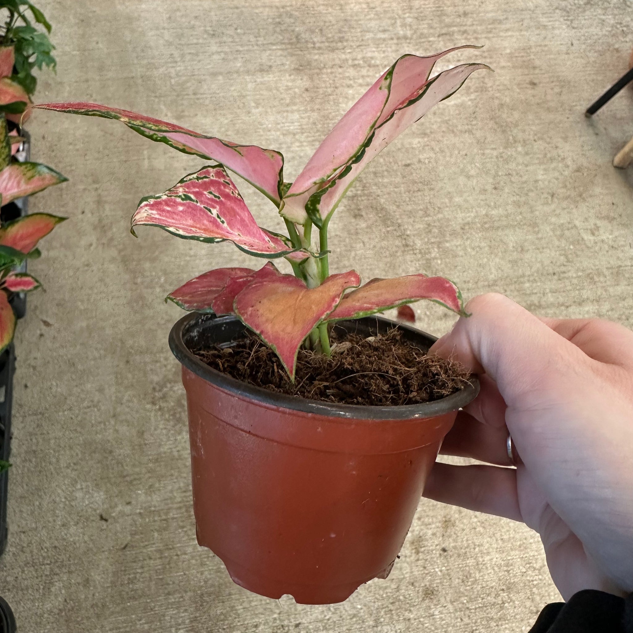 aglaonema geely red care Aglaonema Geely Red 4"