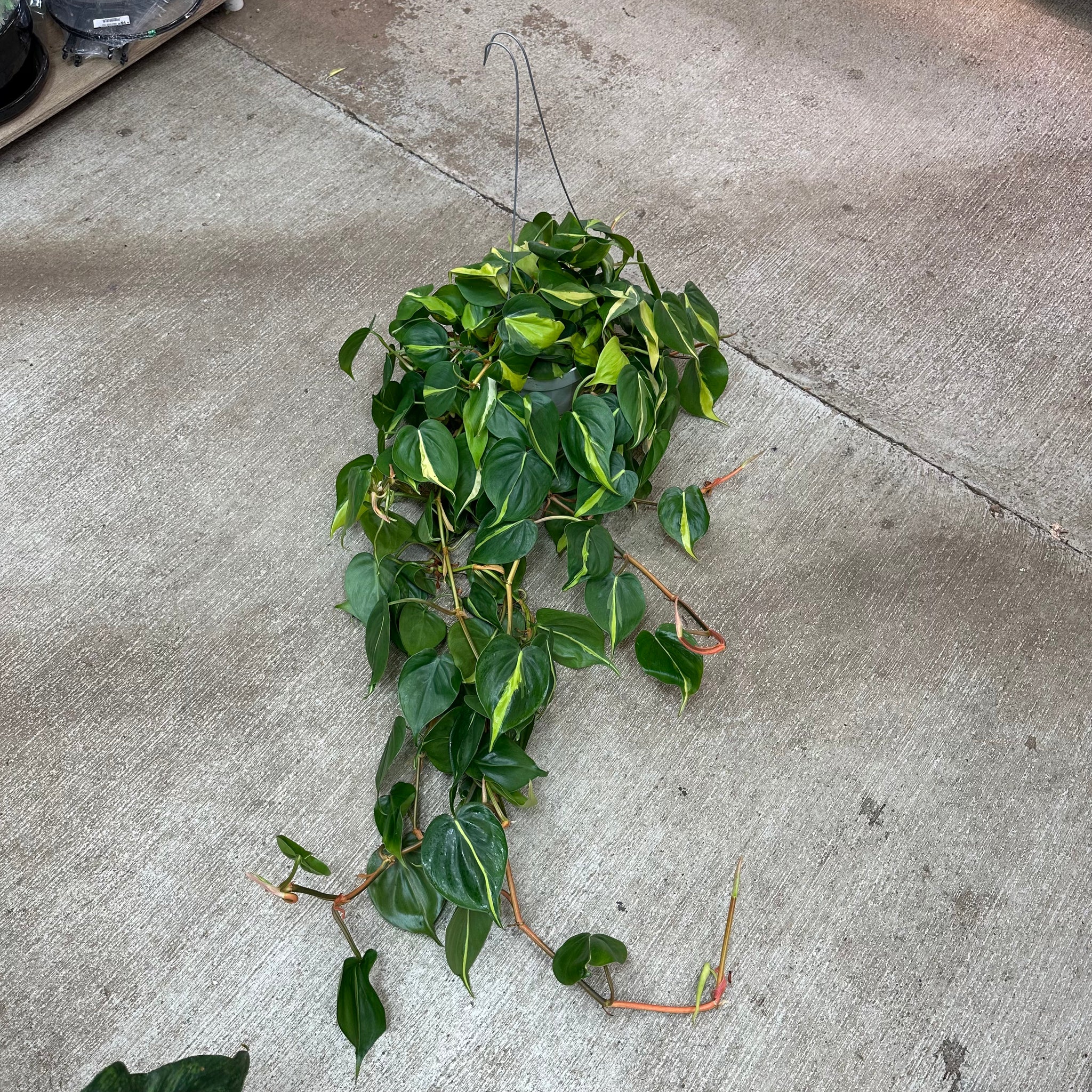 philodendron h Philodendron h. Brasil 6"