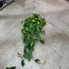Load image into Gallery viewer, Philodendron h. Brasil 6&quot;