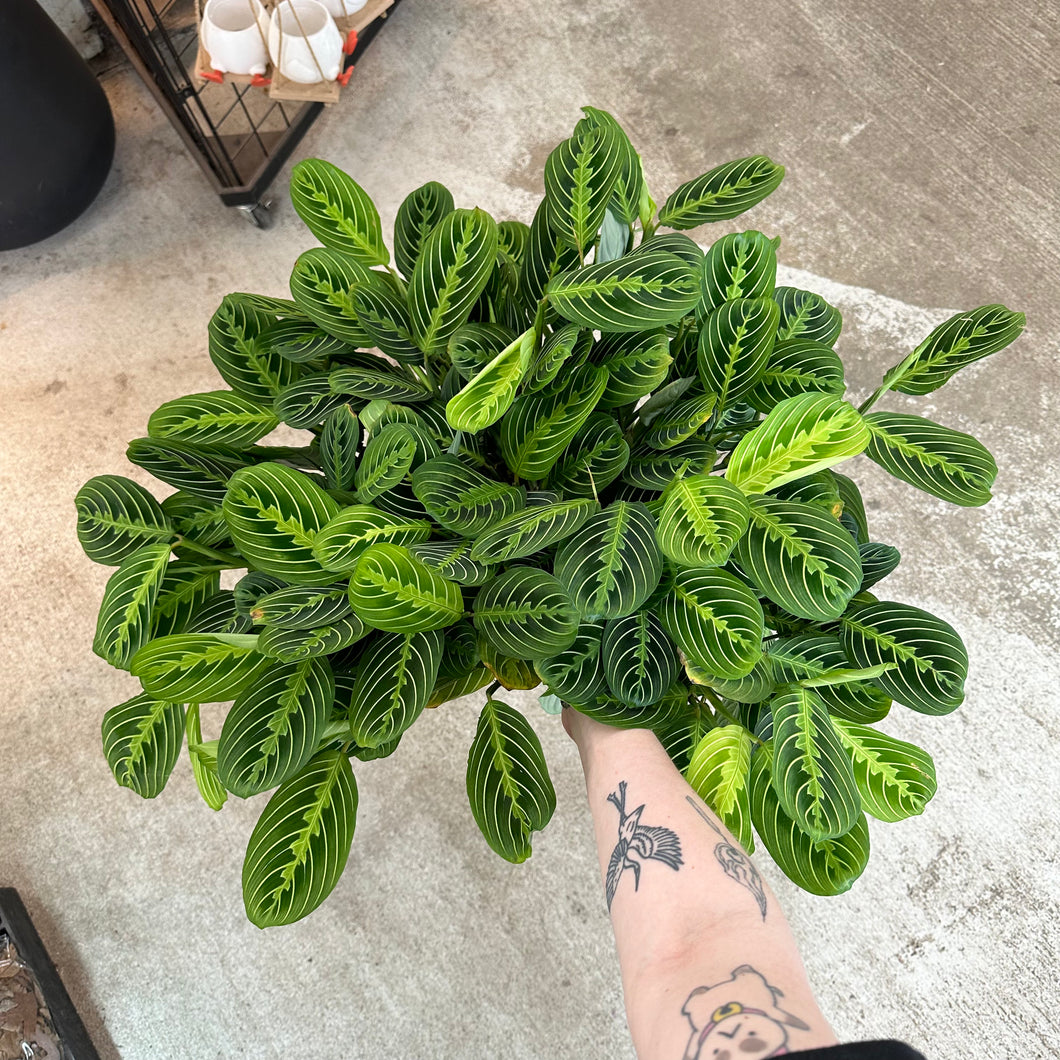 cherry lime prayer plant Maranta Lemon Lime 8"