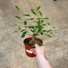 Load image into Gallery viewer, Ficus Ginseng 6&quot;