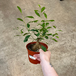 Ficus Ginseng 6"
